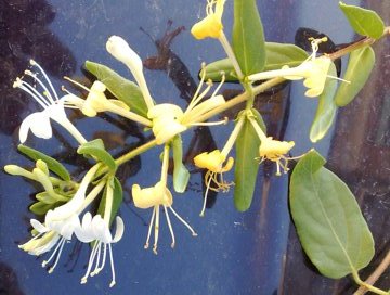 In una siepe - Lonicera japonica